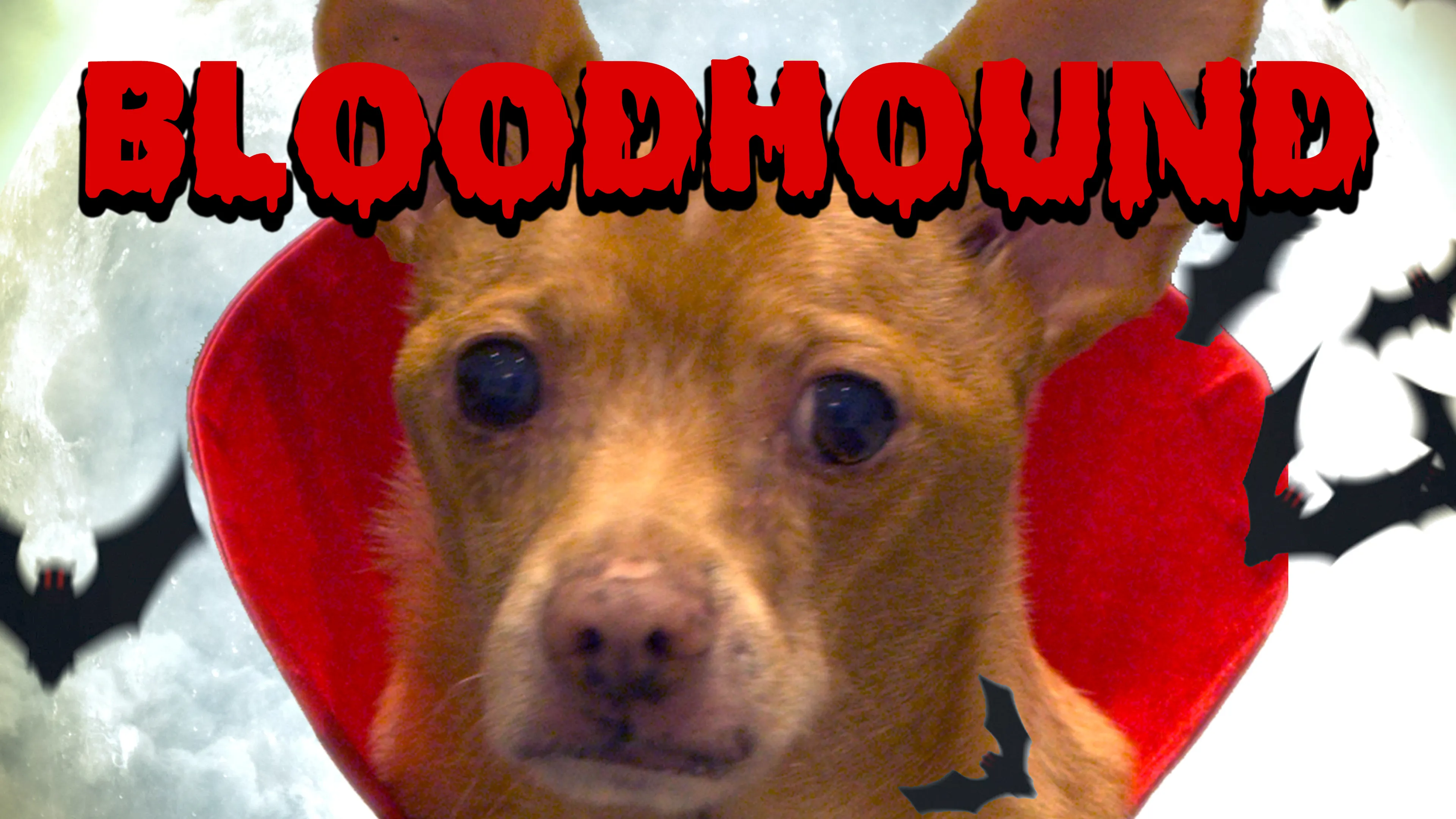 Bloodhound poster